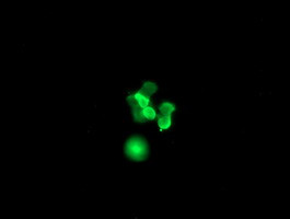 SRY Antibody in Immunocytochemistry (ICC/IF)