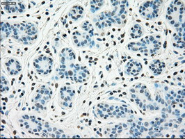 SSB Antibody in Immunohistochemistry (Paraffin) (IHC (P))