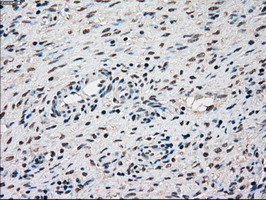 SSB Antibody in Immunohistochemistry (Paraffin) (IHC (P))