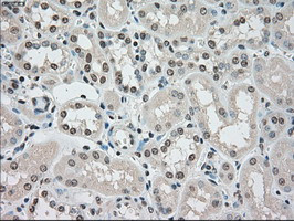 SSB Antibody in Immunohistochemistry (Paraffin) (IHC (P))