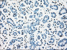 SSB Antibody in Immunohistochemistry (Paraffin) (IHC (P))