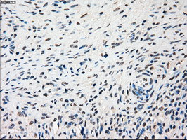 SSB Antibody in Immunohistochemistry (Paraffin) (IHC (P))