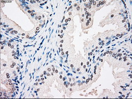 SSB Antibody in Immunohistochemistry (Paraffin) (IHC (P))