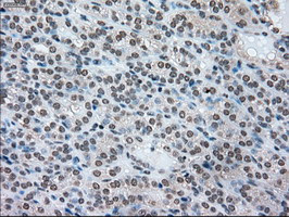 SSB Antibody in Immunohistochemistry (Paraffin) (IHC (P))