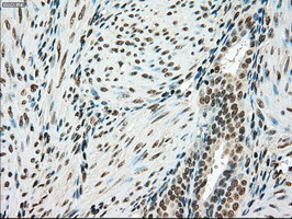 SSB Antibody in Immunohistochemistry (Paraffin) (IHC (P))