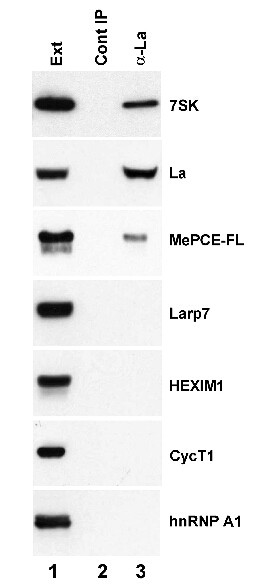 SSB Antibody in Immunoprecipitation (IP)