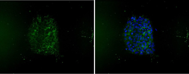 SSEA1 Antibody in Immunocytochemistry (ICC/IF)