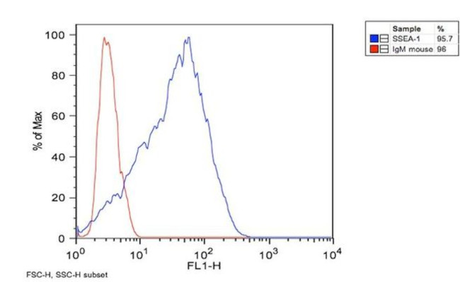 SSEA1 Antibody in Flow Cytometry (Flow)