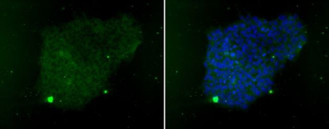 SSEA3 Antibody in Immunocytochemistry (ICC/IF)