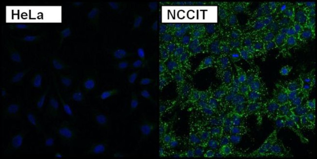 SSEA3 Antibody in Immunocytochemistry (ICC/IF)