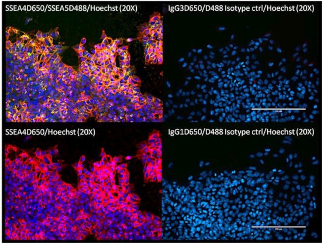 SSEA4 Antibody in Immunocytochemistry (ICC/IF)