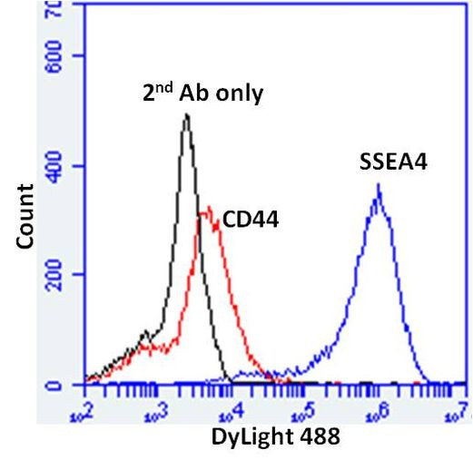 SSEA4 Antibody in Flow Cytometry (Flow)