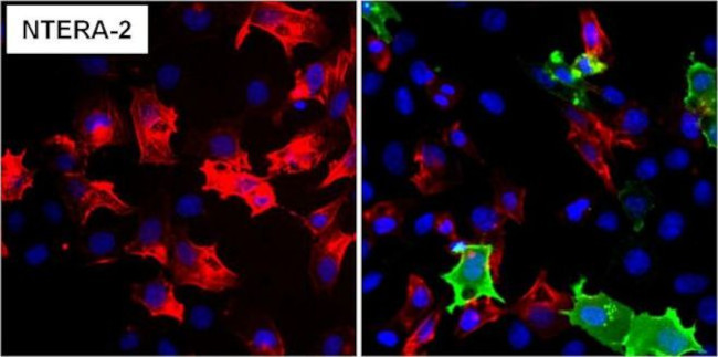 SSEA5 Antibody in Immunocytochemistry (ICC/IF)