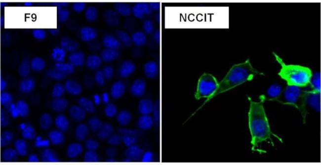 SSEA5 Antibody in Immunocytochemistry (ICC/IF)