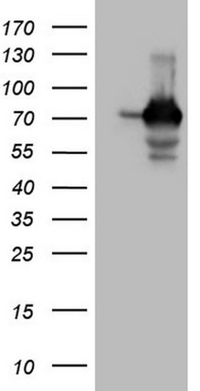 SSX2IP Antibody in Western Blot (WB)