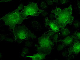 STAT1 Antibody in Immunocytochemistry (ICC/IF)