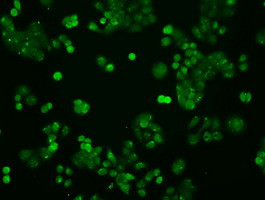 STAT1 Antibody in Immunocytochemistry (ICC/IF)