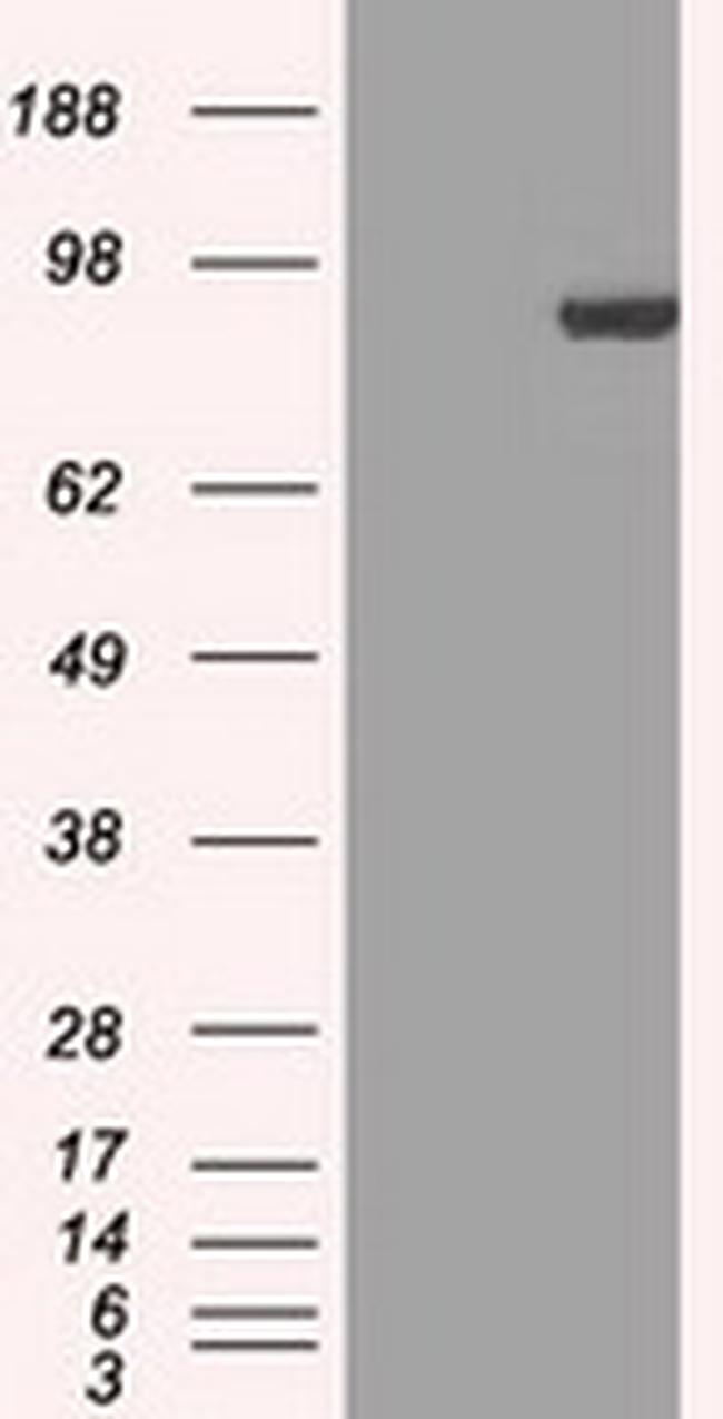 STAT1 Antibody in Western Blot (WB)