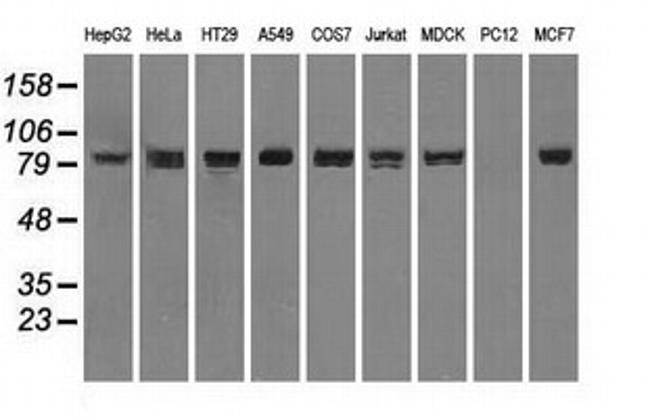 STAT1 Antibody in Western Blot (WB)