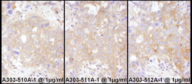 STAT2 Antibody in Immunohistochemistry (IHC)