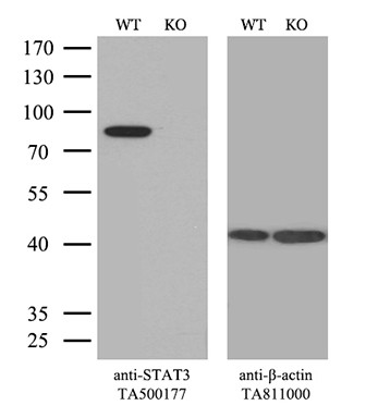 STAT3 Antibody