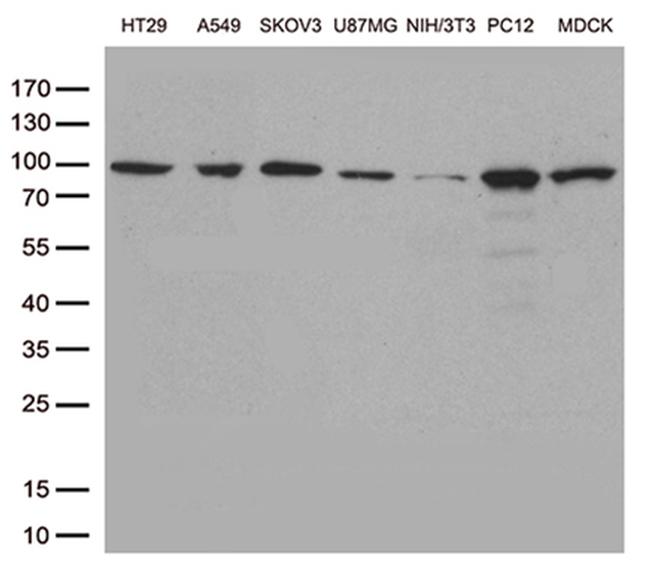 STAT3 Antibody in Western Blot (WB)