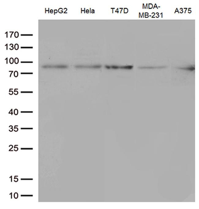 STAT3 Antibody in Western Blot (WB)