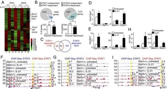 STAT3 Antibody in ChIP Assay (ChIP)