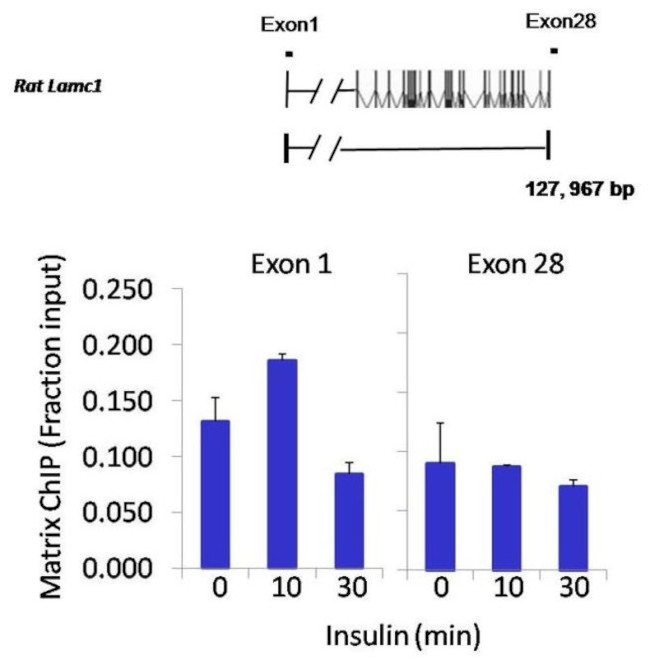 STAT3 Antibody in ChIP Assay (ChIP)