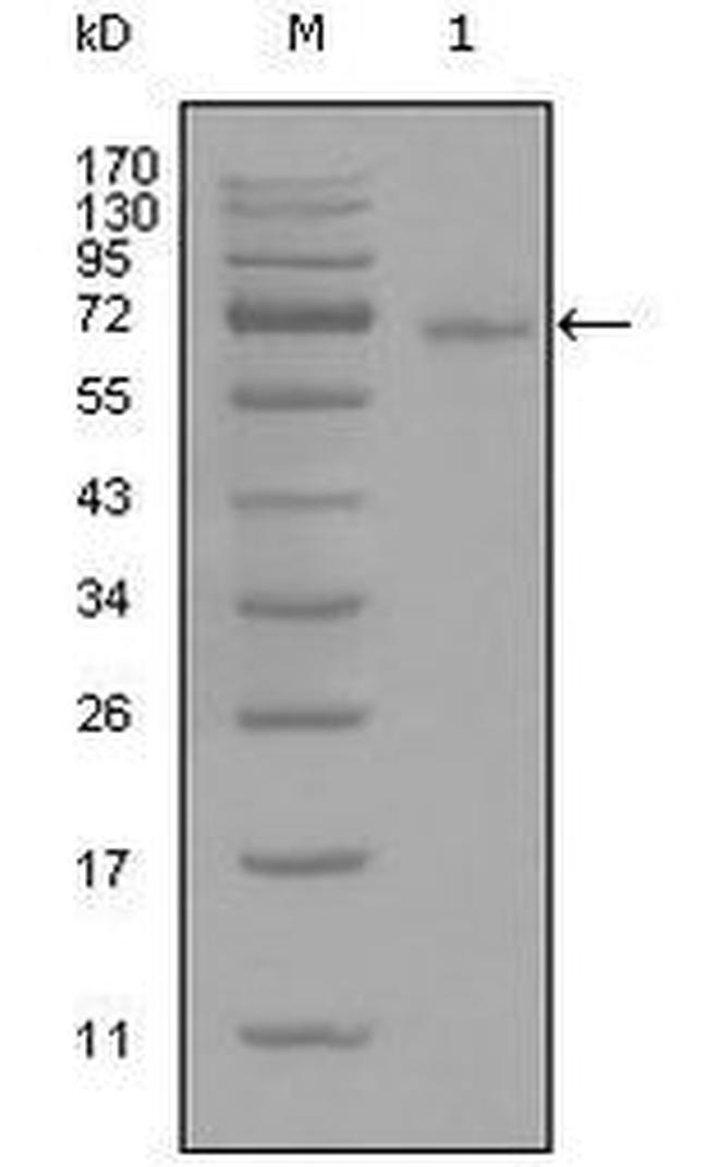 STAT3 Antibody in Western Blot (WB)