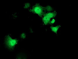 STAT4 Antibody in Immunocytochemistry (ICC/IF)