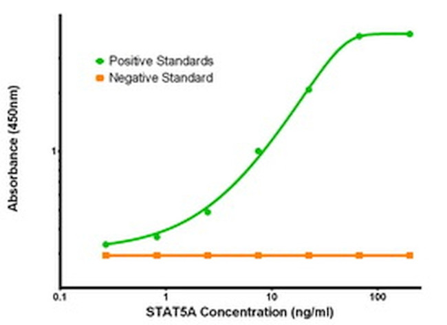 STAT5A Antibody in ELISA (ELISA)