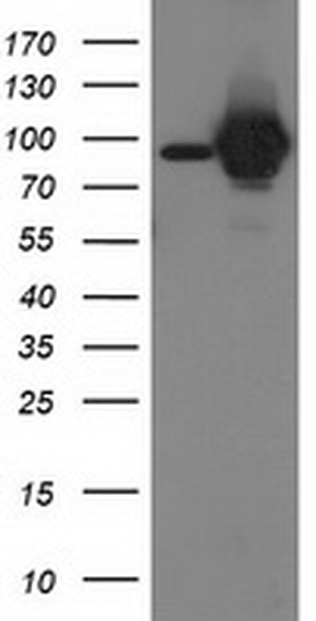 STAT5A Antibody in Western Blot (WB)