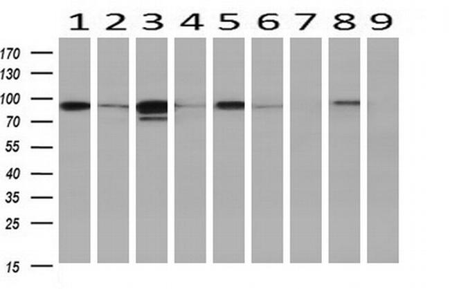 STAT5A Antibody in Western Blot (WB)