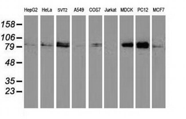 STAT5A Antibody in Western Blot (WB)