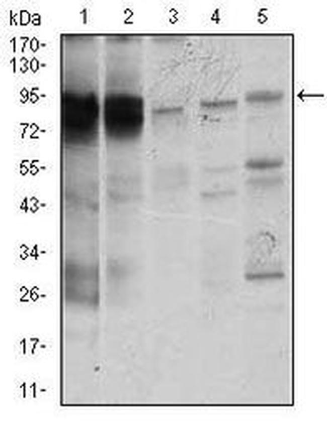 STAT5 alpha Antibody in Western Blot (WB)