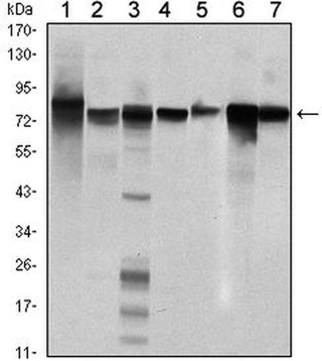 STAT5 beta Antibody in Western Blot (WB)