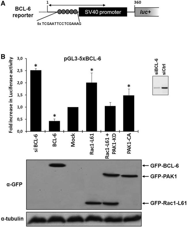 STAT5 alpha Antibody in Western Blot (WB)