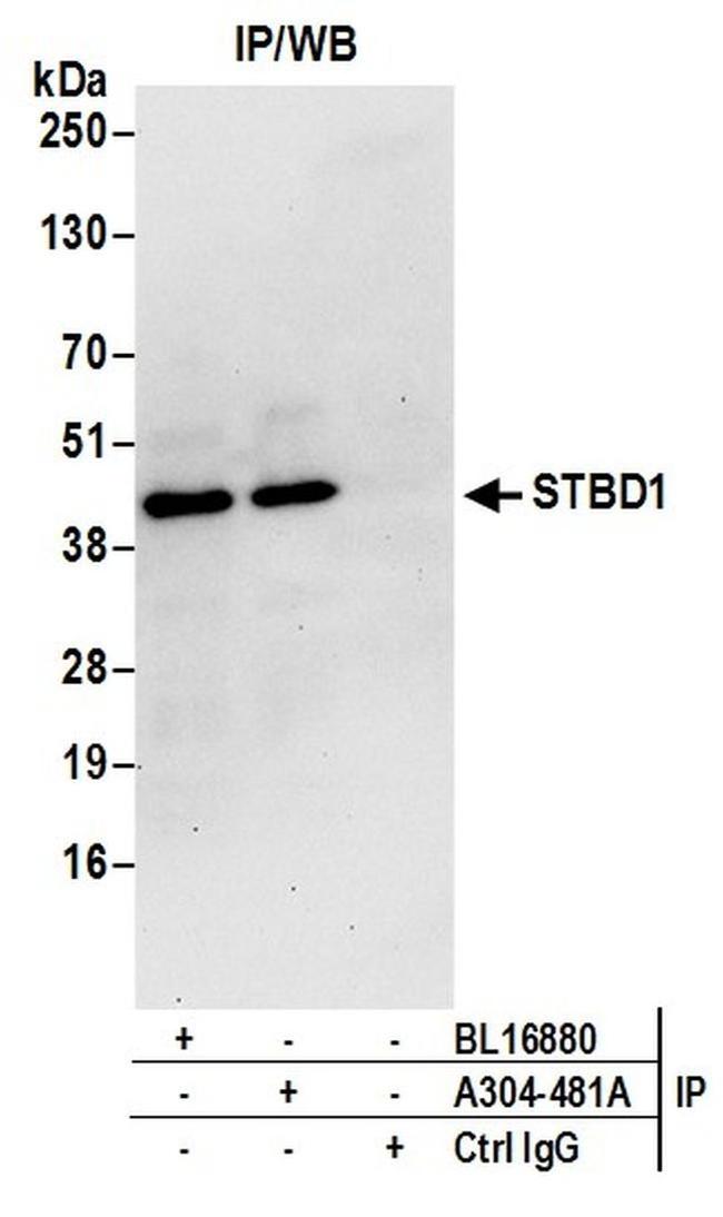 STBD1 Antibody in Western Blot (WB)