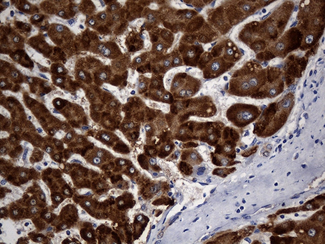 STBD1 Antibody in Immunohistochemistry (Paraffin) (IHC (P))