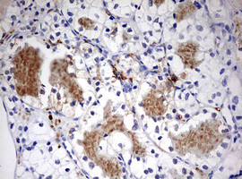 STK11 Antibody in Immunohistochemistry (Paraffin) (IHC (P))