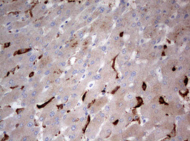 STK11 Antibody in Immunohistochemistry (Paraffin) (IHC (P))