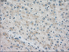 STK3 Antibody in Immunohistochemistry (Paraffin) (IHC (P))