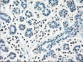 STK3 Antibody in Immunohistochemistry (Paraffin) (IHC (P))