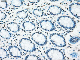 STK3 Antibody in Immunohistochemistry (Paraffin) (IHC (P))