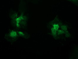 STK38L Antibody in Immunocytochemistry (ICC/IF)