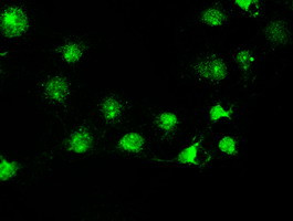 STK39 Antibody in Immunocytochemistry (ICC/IF)