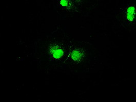 STK39 Antibody in Immunocytochemistry (ICC/IF)