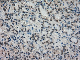 STK39 Antibody in Immunohistochemistry (Paraffin) (IHC (P))