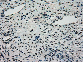 STK39 Antibody in Immunohistochemistry (Paraffin) (IHC (P))